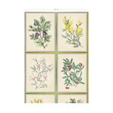 Herbier - POR ROLLO