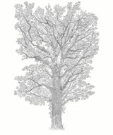 Le Grand Chêne Sur Mesure