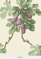 Figuier