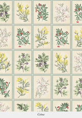 Herbier - POR ROLLO
