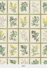 Herbier - POR ROLLO