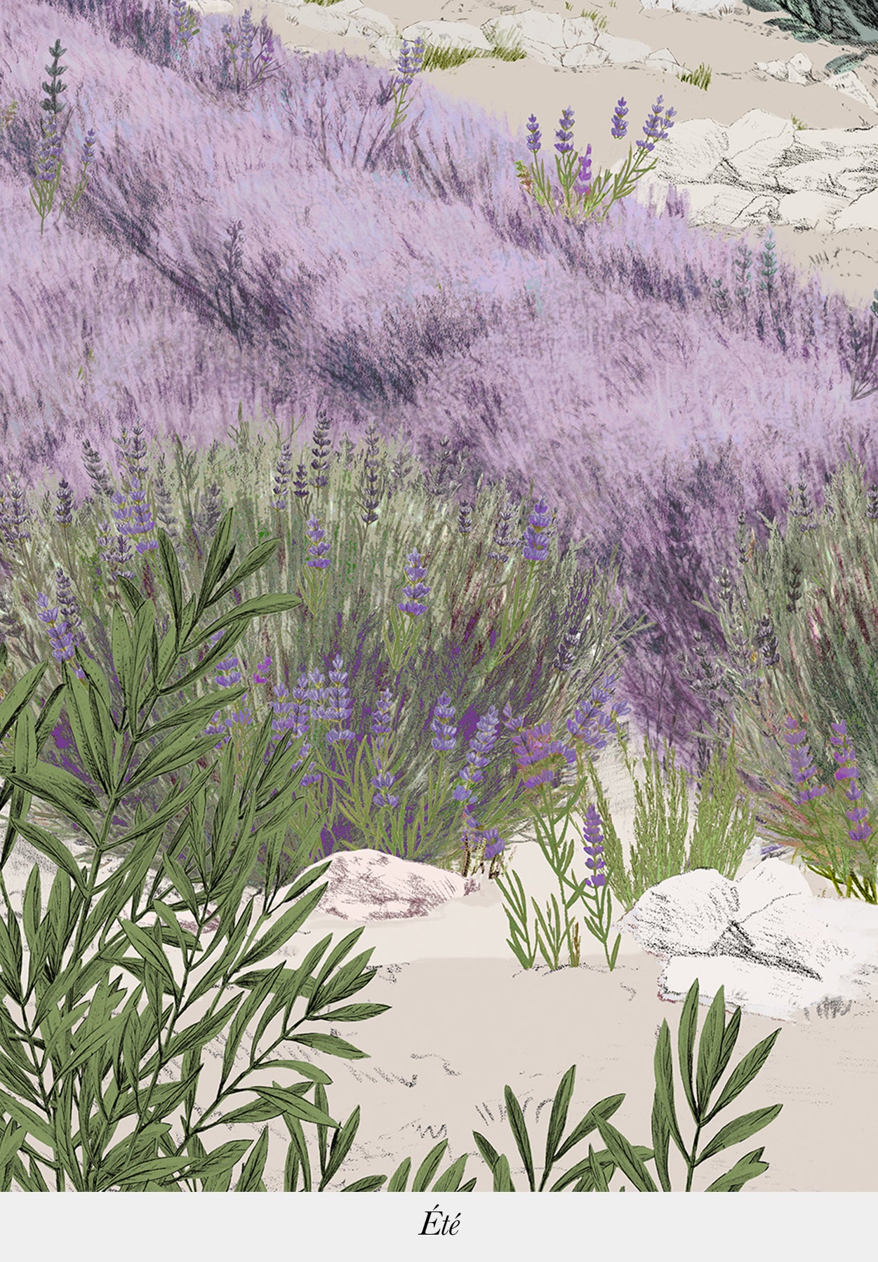 Provence Color
