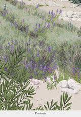 Provence Coloreado