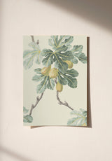 Figuier sample