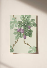 Figuier sample