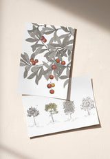 Arbustes échantillon - MOCKUP_PACK_DUO_A4_OMBRE_ARBUSTES_ARBOUSIER_GRIS
