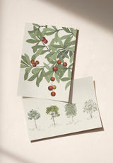 Arbustes échantillon - MOCKUP_PACK_DUO_A4_OMBRE_ARBUSTES_ARBOUSIER_NATUREL