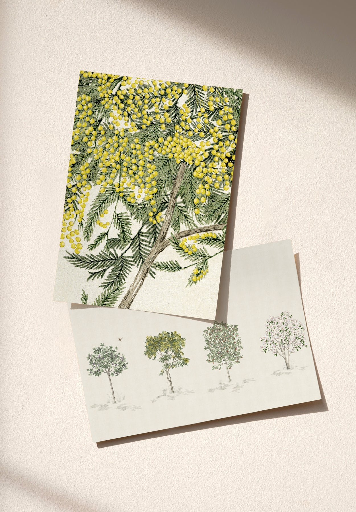 Arbustes échantillon - MOCKUP_PACK_DUO_A4_OMBRE_ARBUSTES_MIMOSA_NATUREL