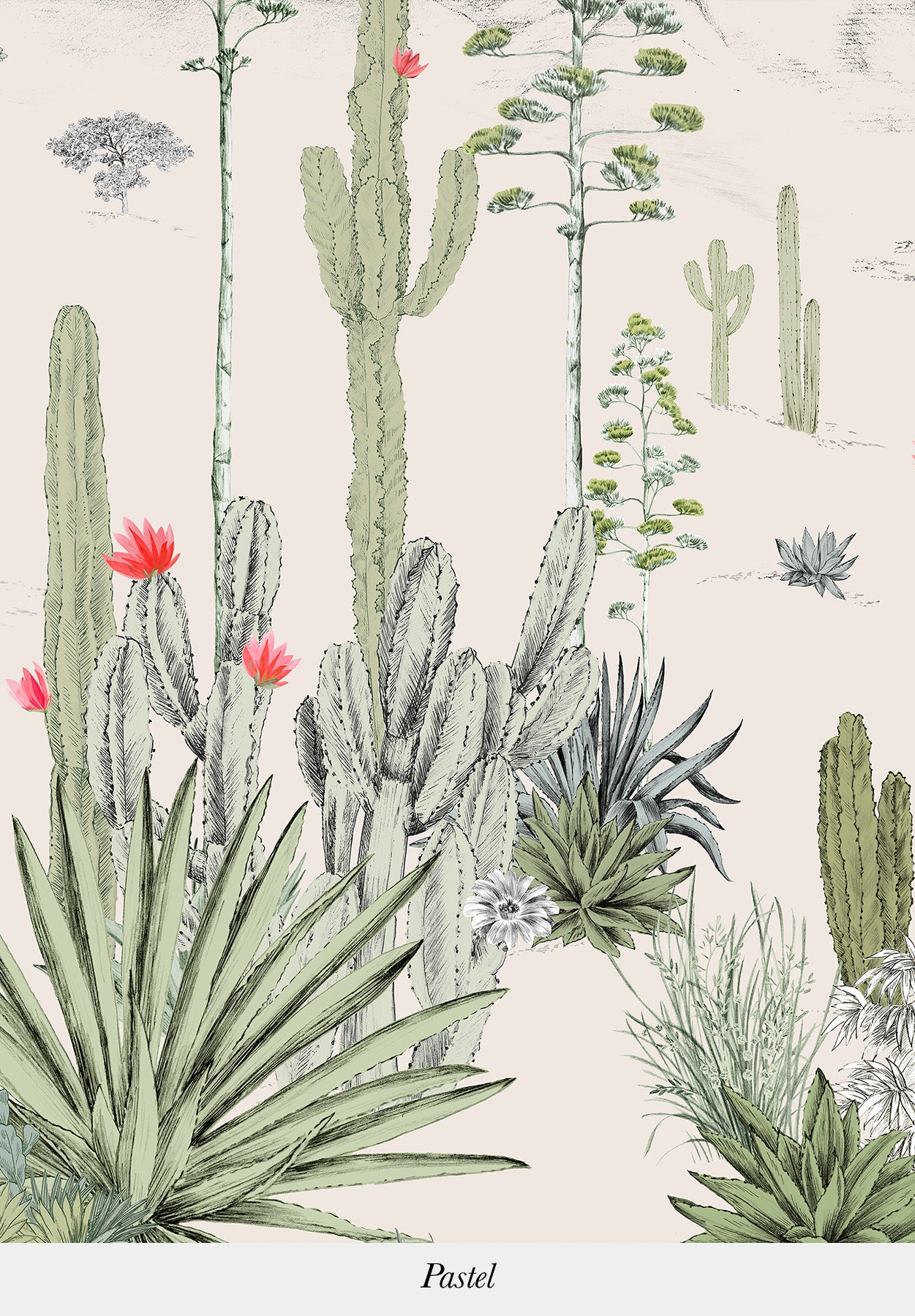 Succulentes